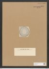 Campylodiscus helianthus A. Schm. (de-Toni-Nr.: Genus 57, Species 2474) Zeichnungen Sammlung Grunow Nr. 4978 (NHMW-BOT-W0373214)